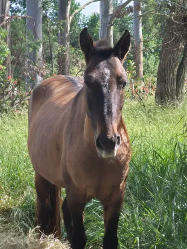 Cavalo baio 