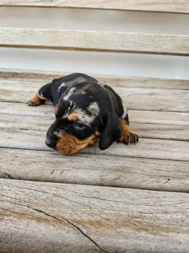 Dachshund filhotes