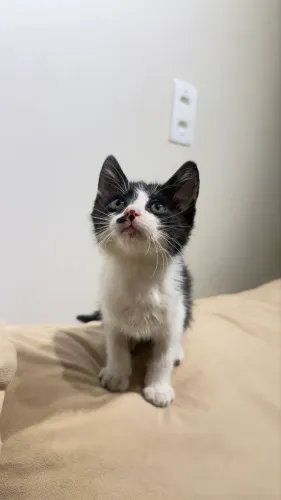 Gatinho para doação ( macho )