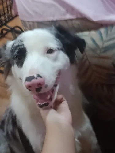 Border Collie