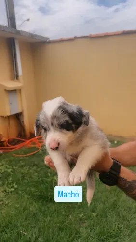 Border collie 45 dias
