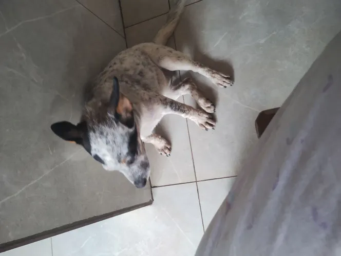 vendo BLUE Riller fêmea