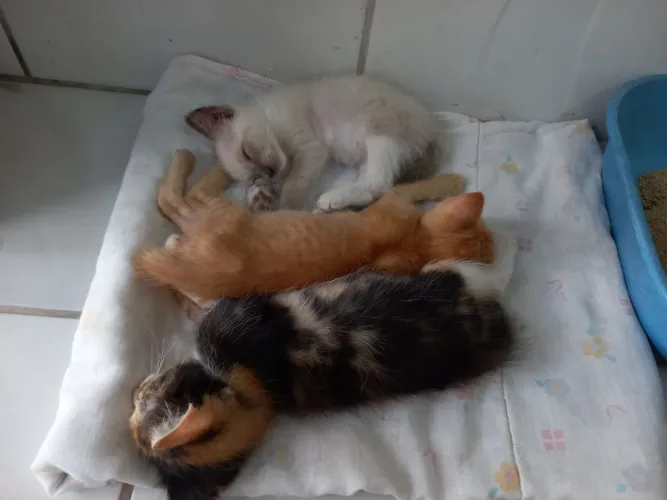 Gatinhos para doação