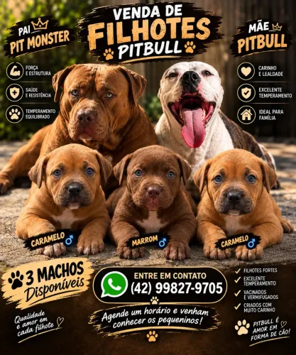 Filhotes de pitbull