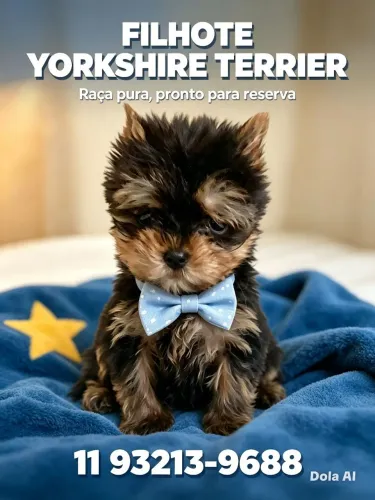 Yorkshire terrier