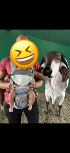 Canguru