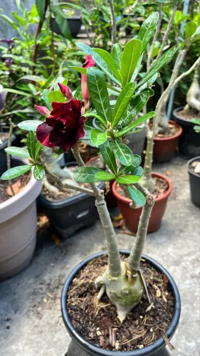 Rosa do deserto ? Red Velvet 