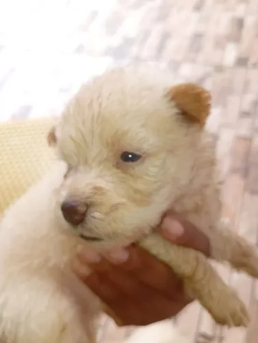 Vende se filhotes de chow chow com poodle 