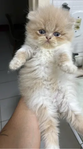 Vendo Gato Persa R$ 500,00