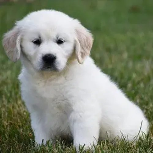 Filhotes de Golden Retriever disponíveis! Fotos e valores no WhatsApp