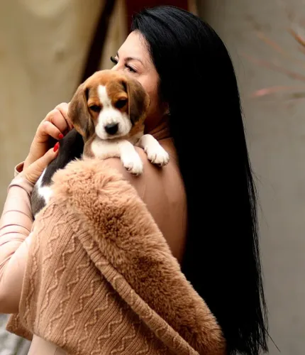 BEAGLE LINDO