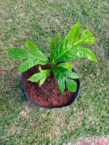 PLANTAS