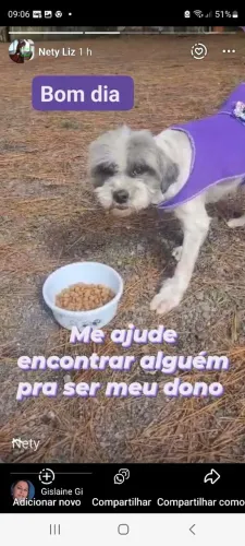 Doa se uma mestiça ilhasa apso