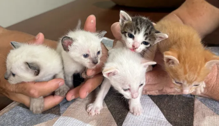 FILHOTES DE GATO PARA ADOÇÃO!