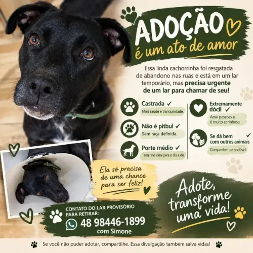 DOAÇÃO cachorrinha castrada meiga dócil