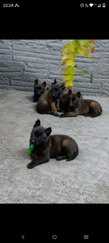 Pastor belga malinois 