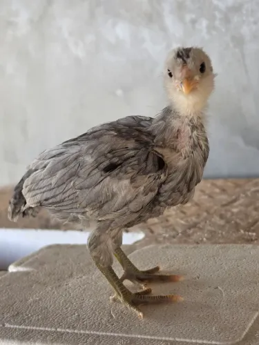 AMERAUCANAS À VENDA ? BELEZA, GENÉTICA E OVOS AZUIS!