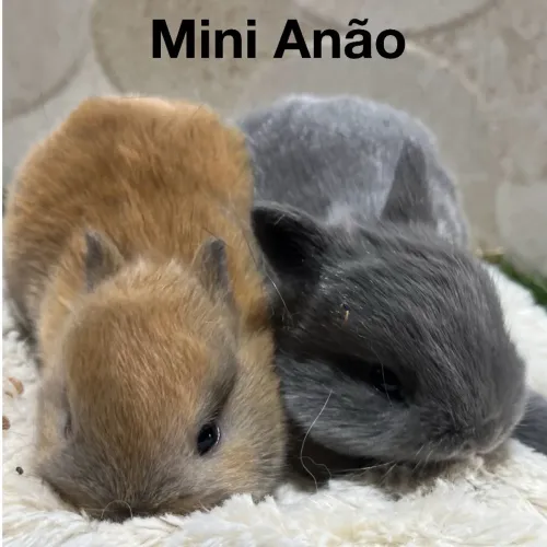 Mini anão e mini Lion