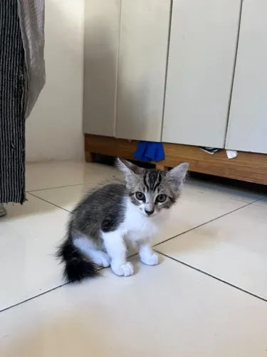 Gatinhos para doação