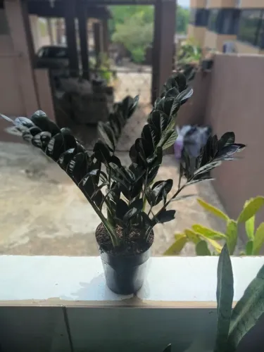 Zamioculca black
