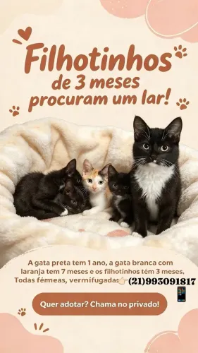 Gato