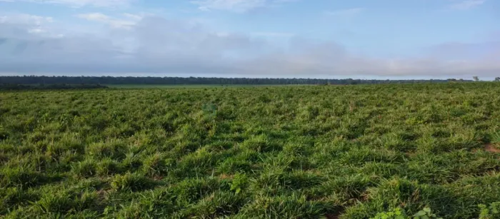 Fazenda de 10.312 hectares na região do município da cidade de Marcelândia no es