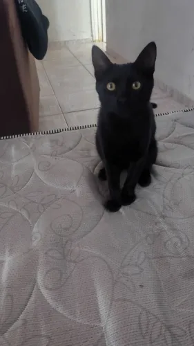 Estou procurando gatinho para doação