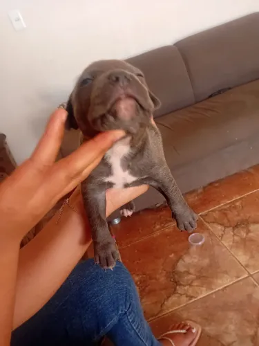 American bully