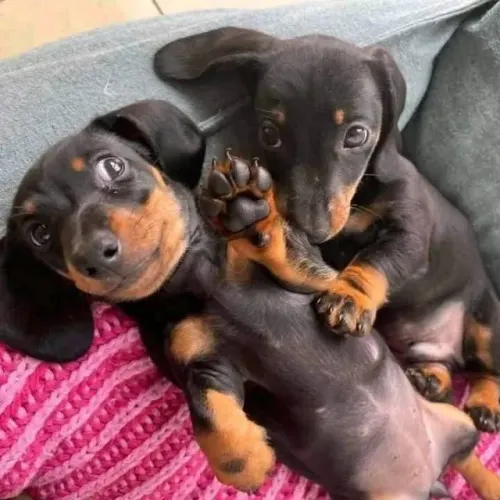 Cãozinho dachshund/teckel/basset/salsicha/cofap saúde selecionada