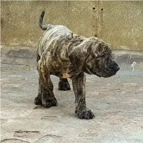Fila Brasileiro Fêmea