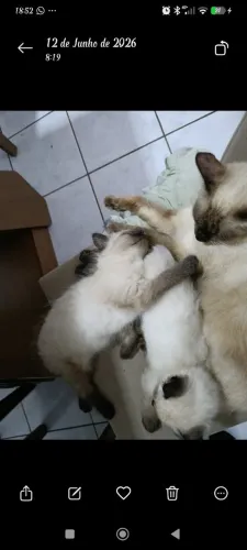Promoção Ragdoll filhotes