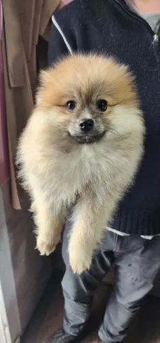 Lulu da pomerania 