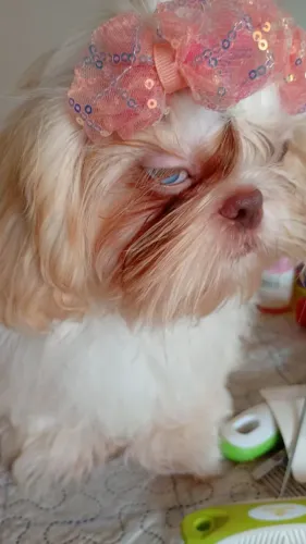 Shih Tzu Fêmea Branca 
