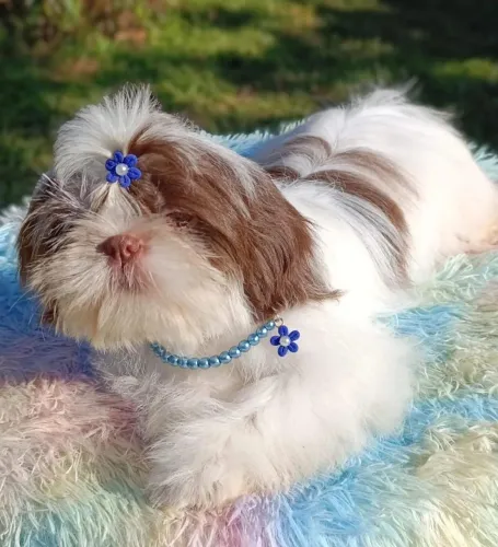 Shihtzu