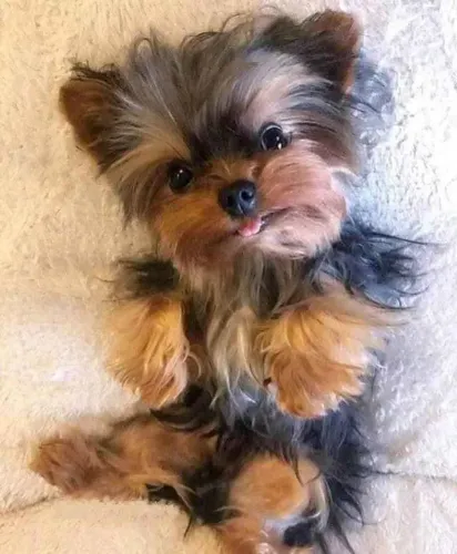 Filhote Yorkshire Terrier, iga olá para o novo integrante da sua família!