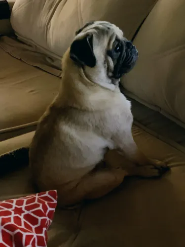 cachorro pug macho 