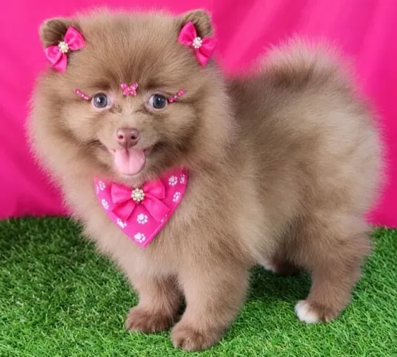 Linda lulusinha choco tam anão disponível para entregar