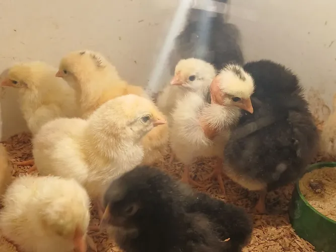 Pintinhos caipira com galo balão 