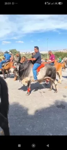 Reprodutor guzerá manso de sela