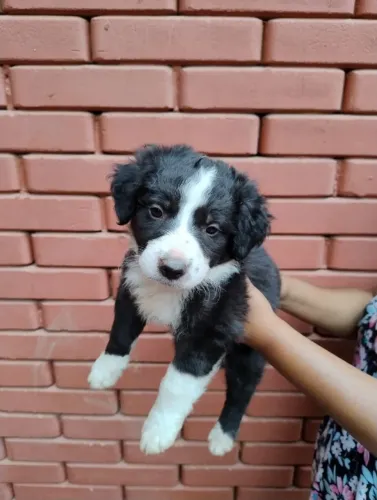 Filhote de border collie pequeno relâmpago das travessuras