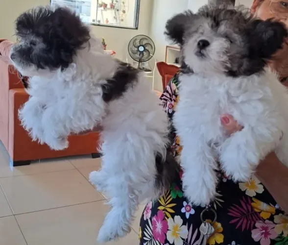 Poodles