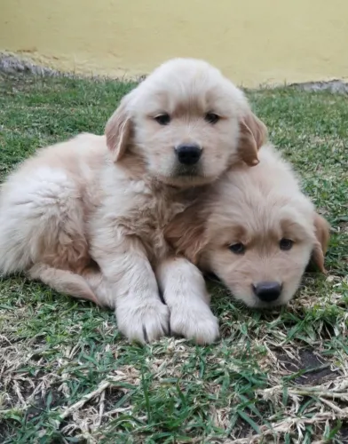 Golden Seu novo parceiro de aventuras e descanso está aqui