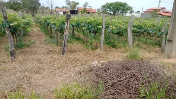 3.200 alqueire 3000 pés de uva,100 de pitaia, represa com peixe,casa 2 quarto,água da sabe
