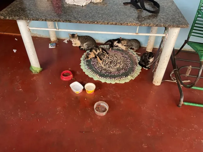 Doa se 4 filhotes de gato mais uma gata fêmea mãe deles