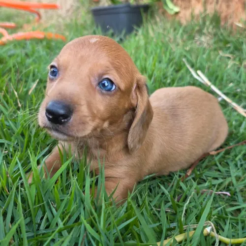 Dashchund teckel salsicha macho olhos claros
