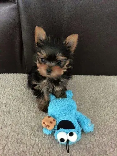 Yorkshie Porque algumas conexões são feitas para durar