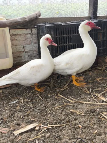 Patos filhotes e ovos