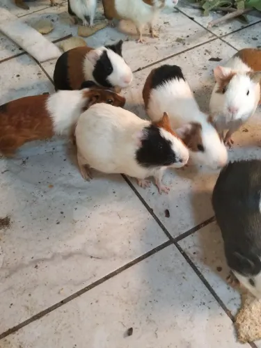 Porquinho da índia