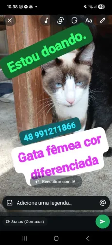 Estou doando gata fêmea dócil