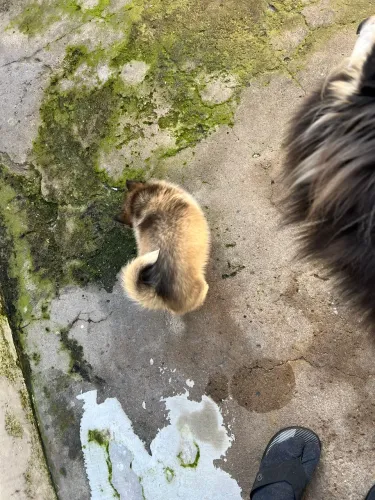 Filhote de husky siberiano